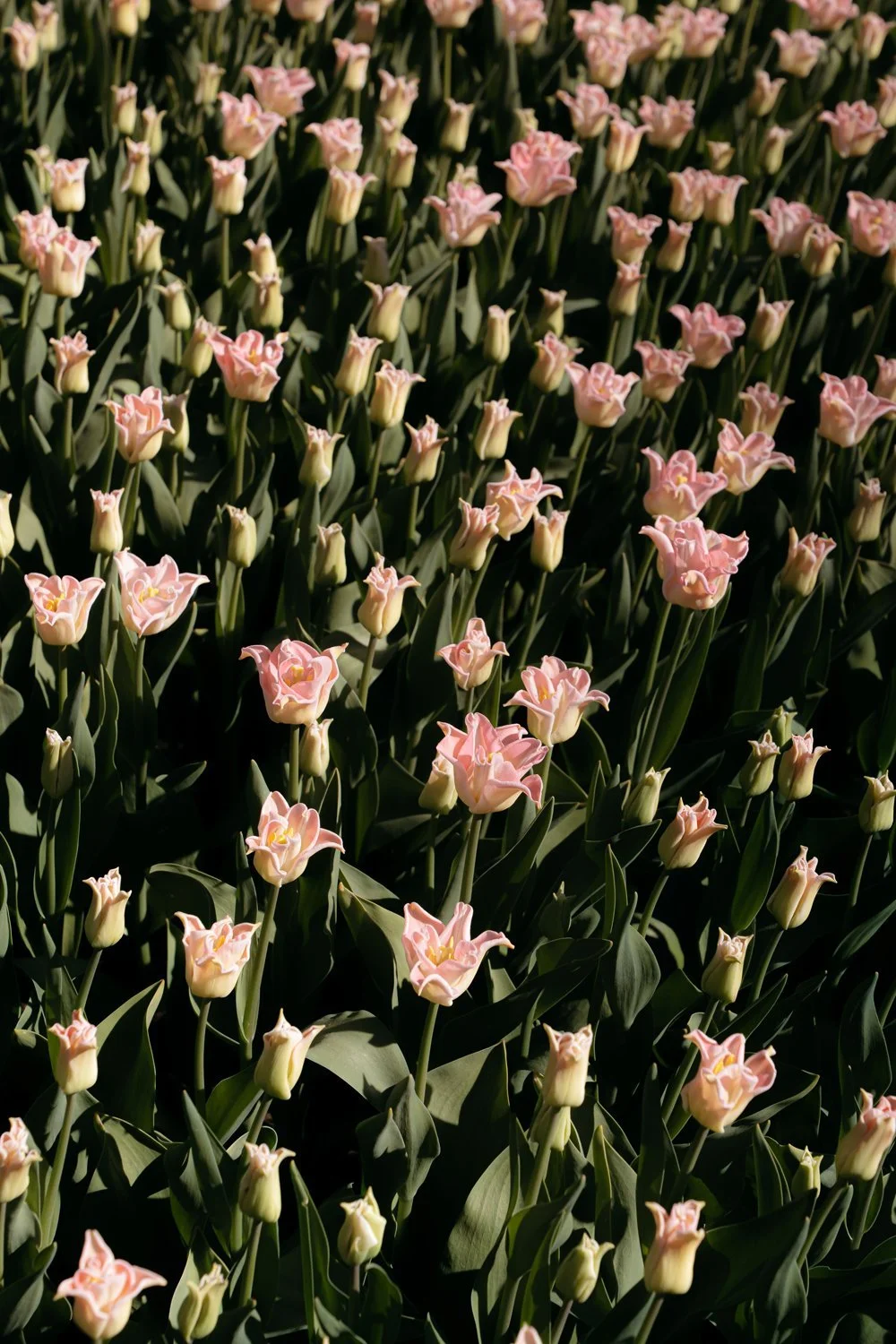 Pink Tulips at Keukenhof Gardens Early April