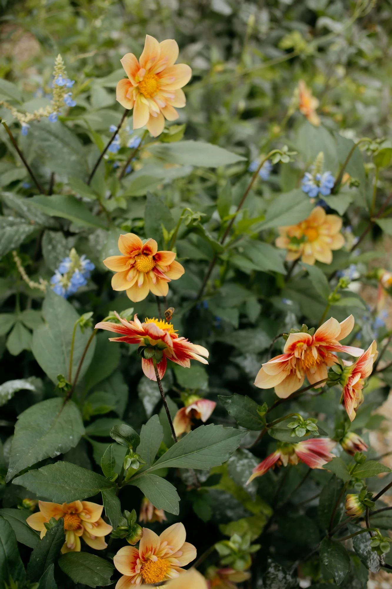 Jardin de l’Hôtel de Sens Paris Le Marais