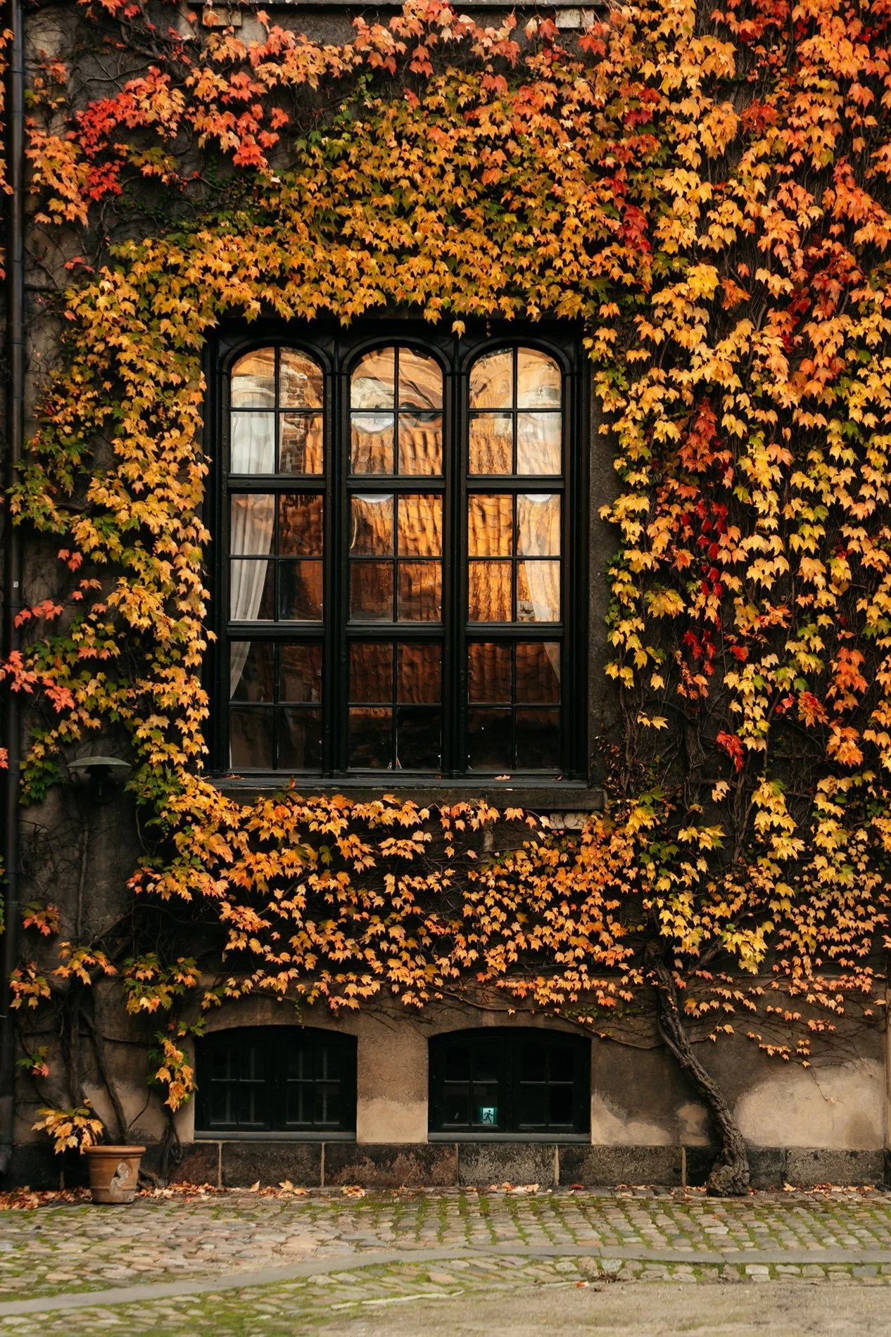 Ivy Covered facade Copenhagen October