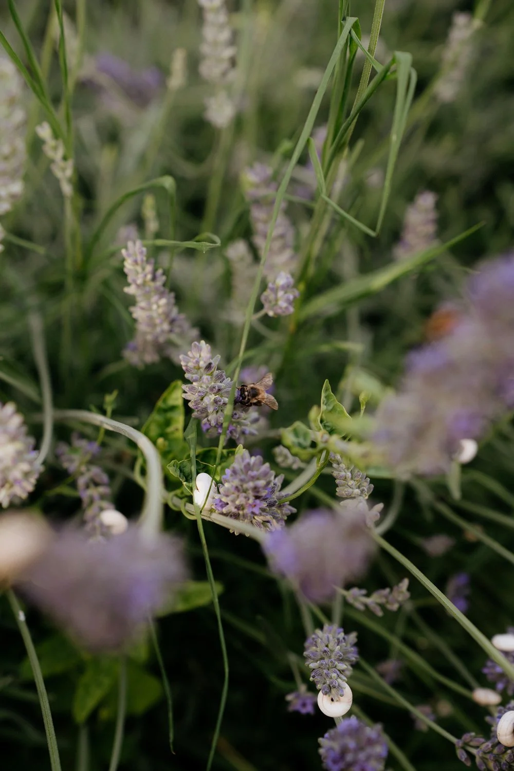 Nature Airbnb in Provence Oppede