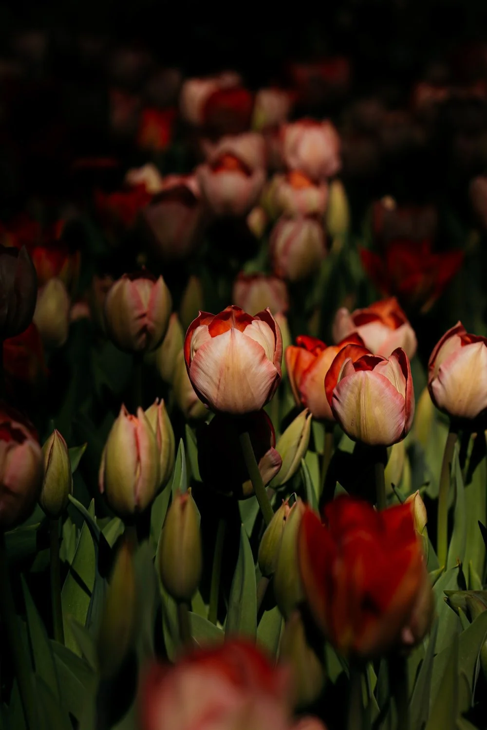 Red Tulips Keukenhof Gardens Early April