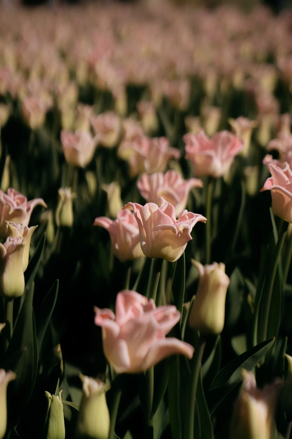 Pink Tulips Early April at Keukenhof Gardens Netherlands
