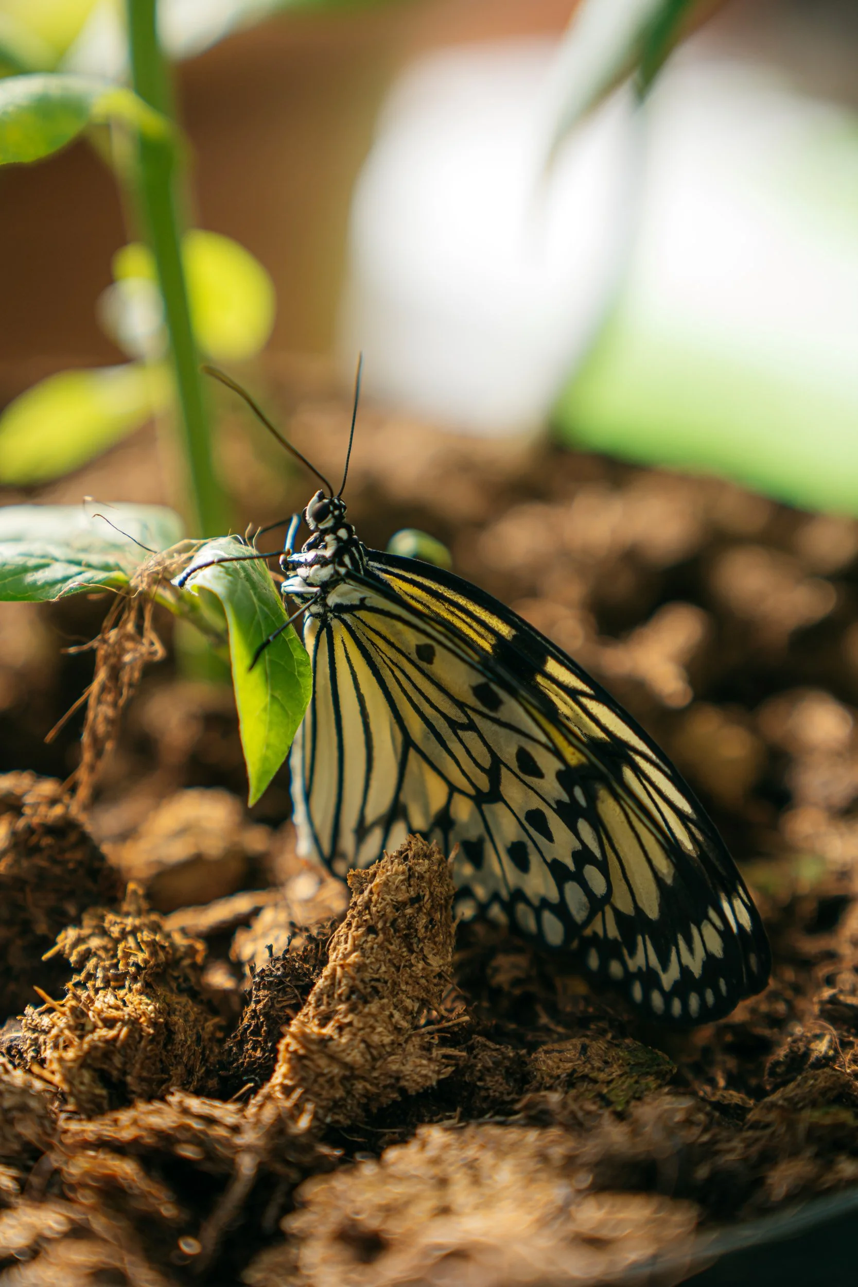 Butterfly House Botanical Garden Copenhage