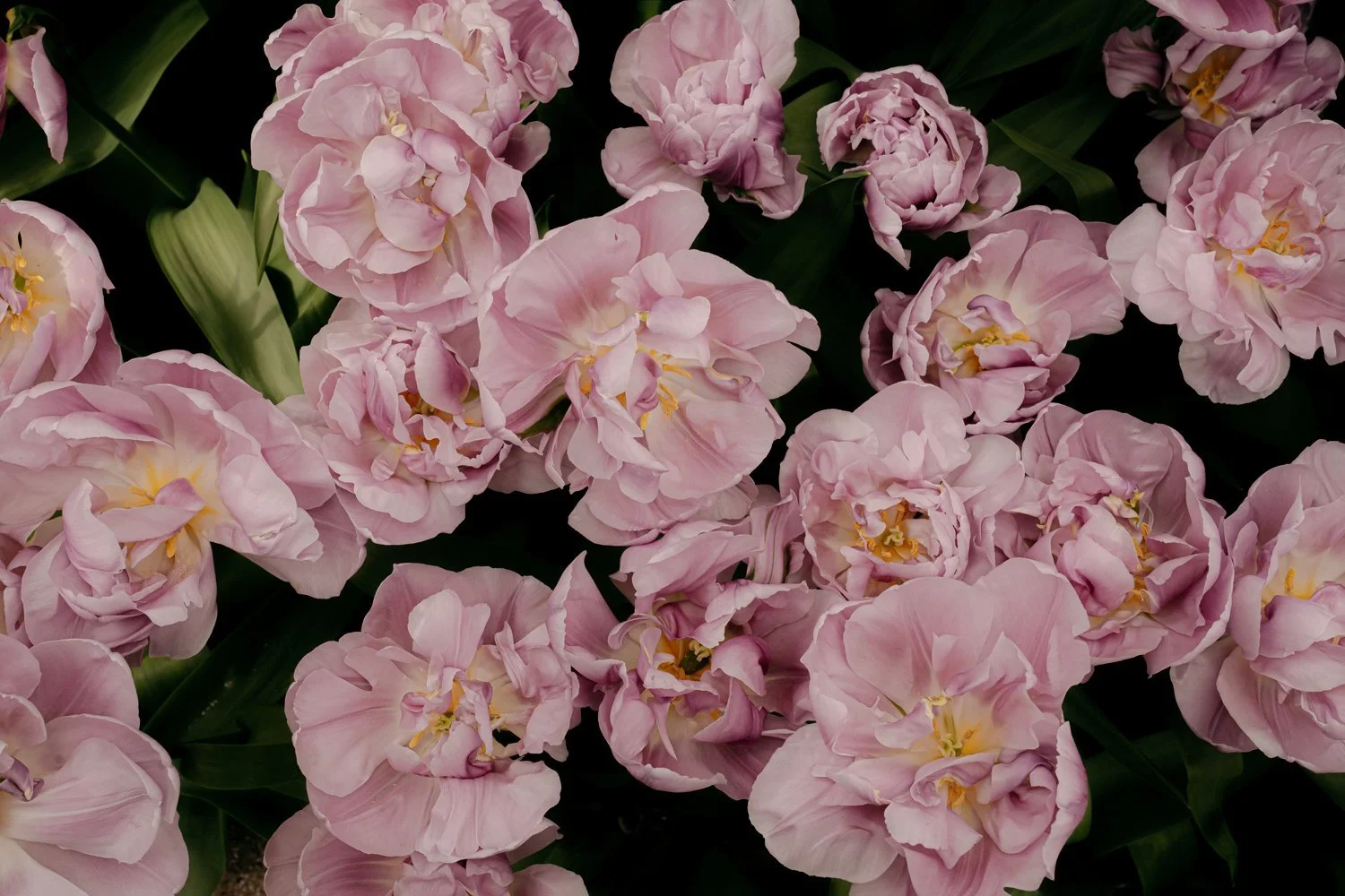 Purple Tulips at Keukenhof Gardens in Early April