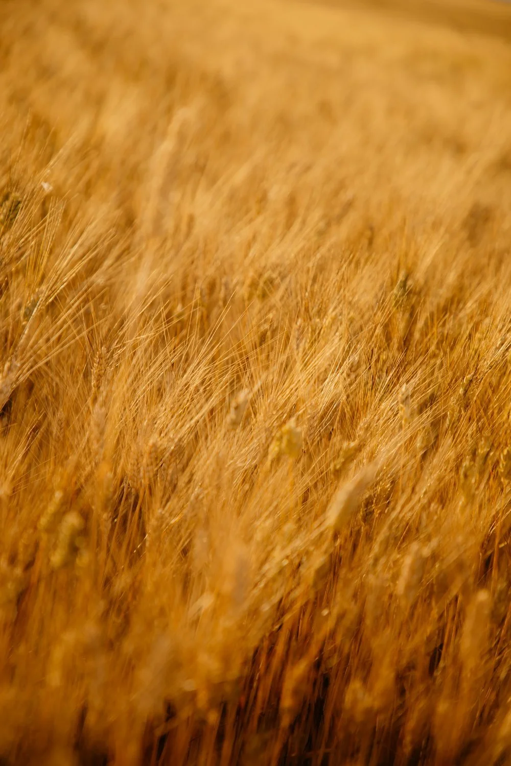 Valensole Wheat Fields Provence June