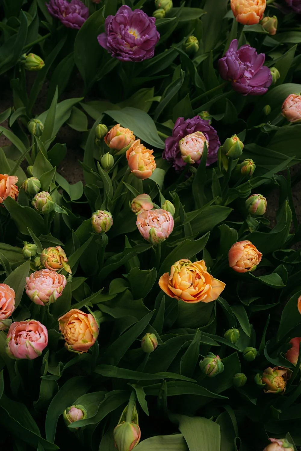 Colorful Tulips Keukenhof Gardens