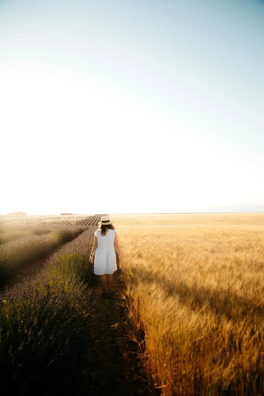 Valensole Wheat Fields Provence June