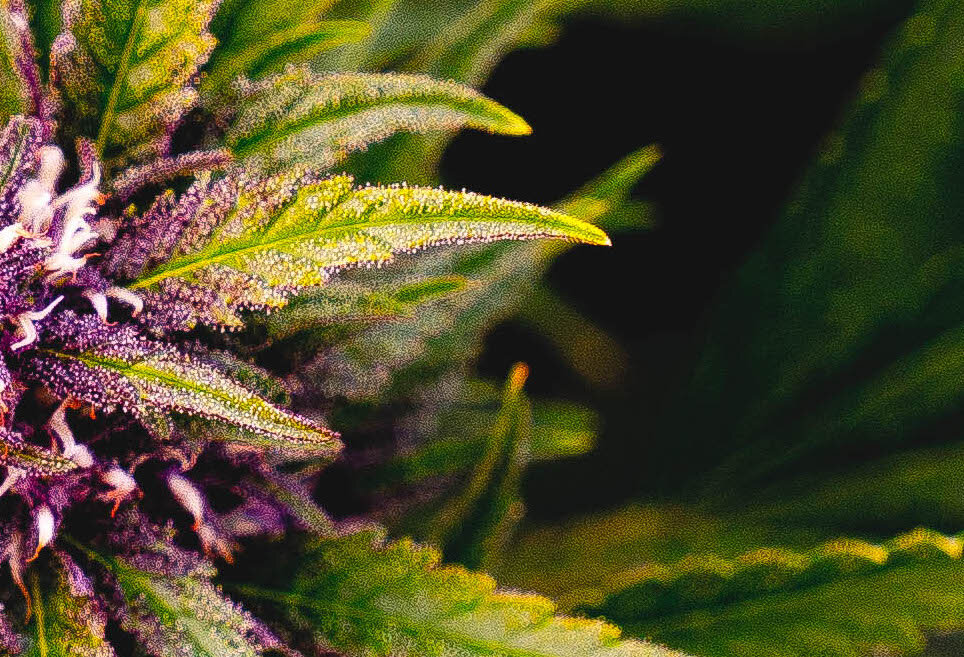 Forbidden Fruit Strain Fresh Bros