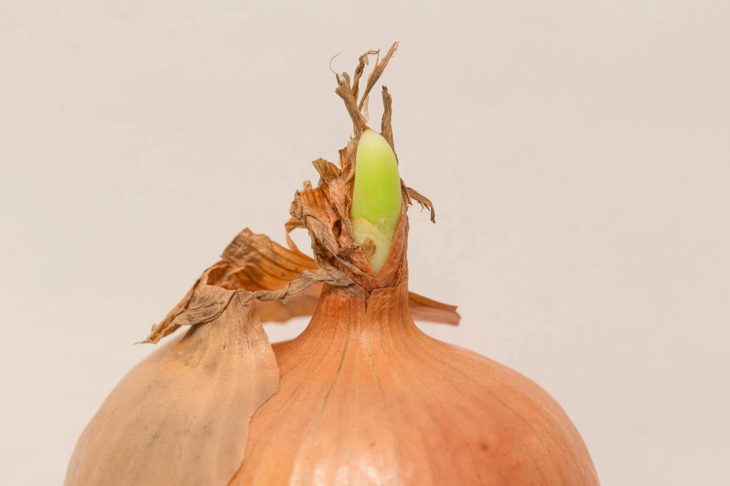 Onion sprouting_2.jpg