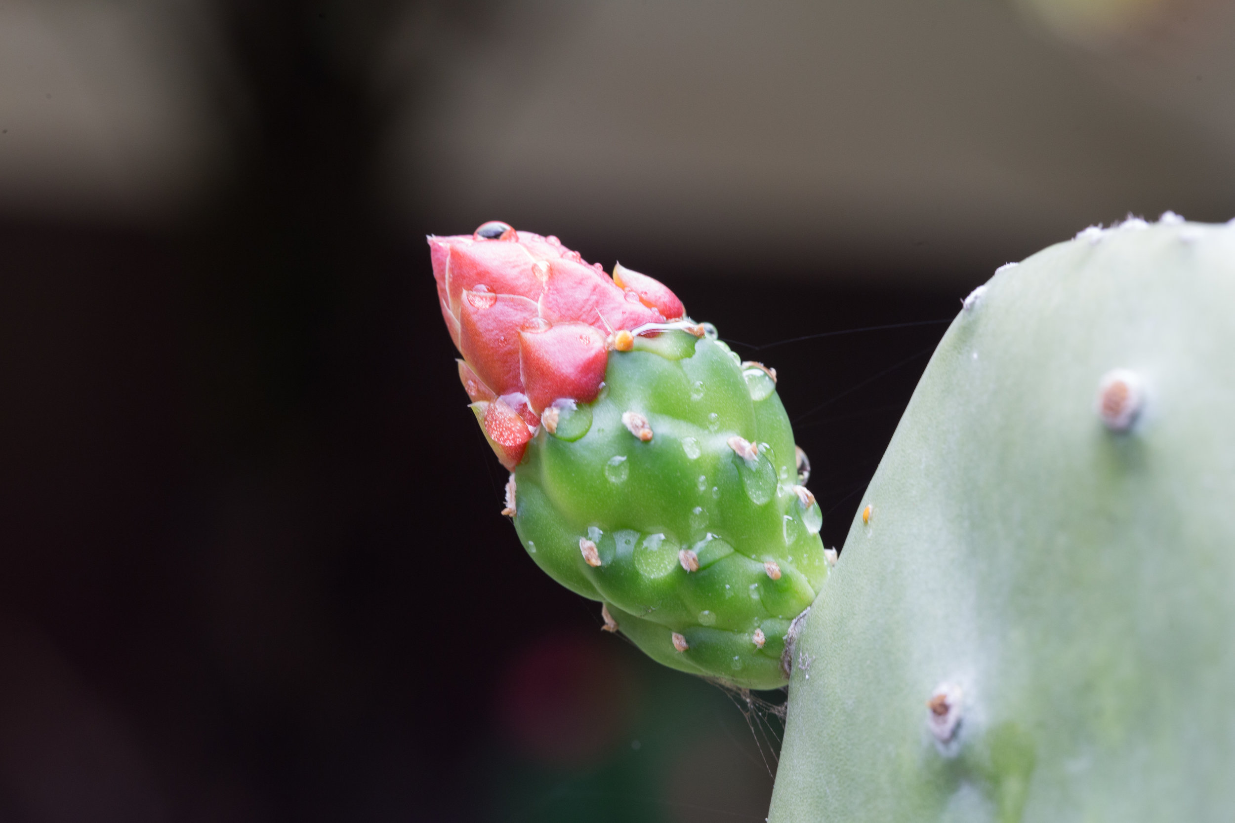 Cactus bud.jpg