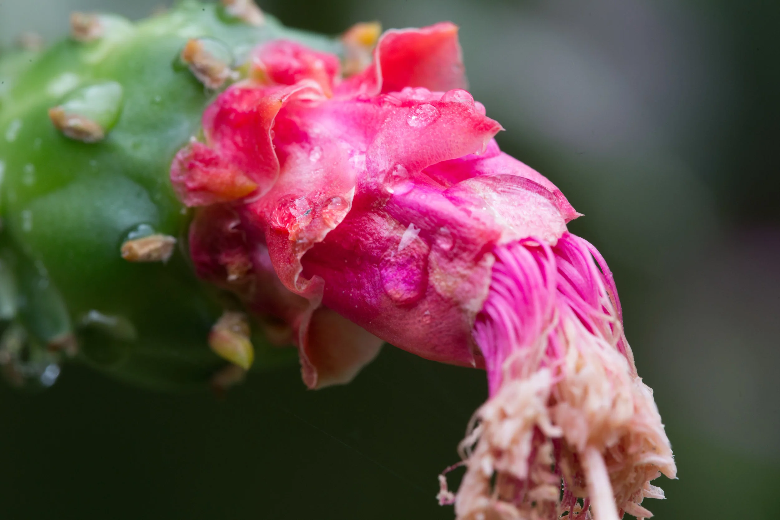 Cactus flower_3.jpg