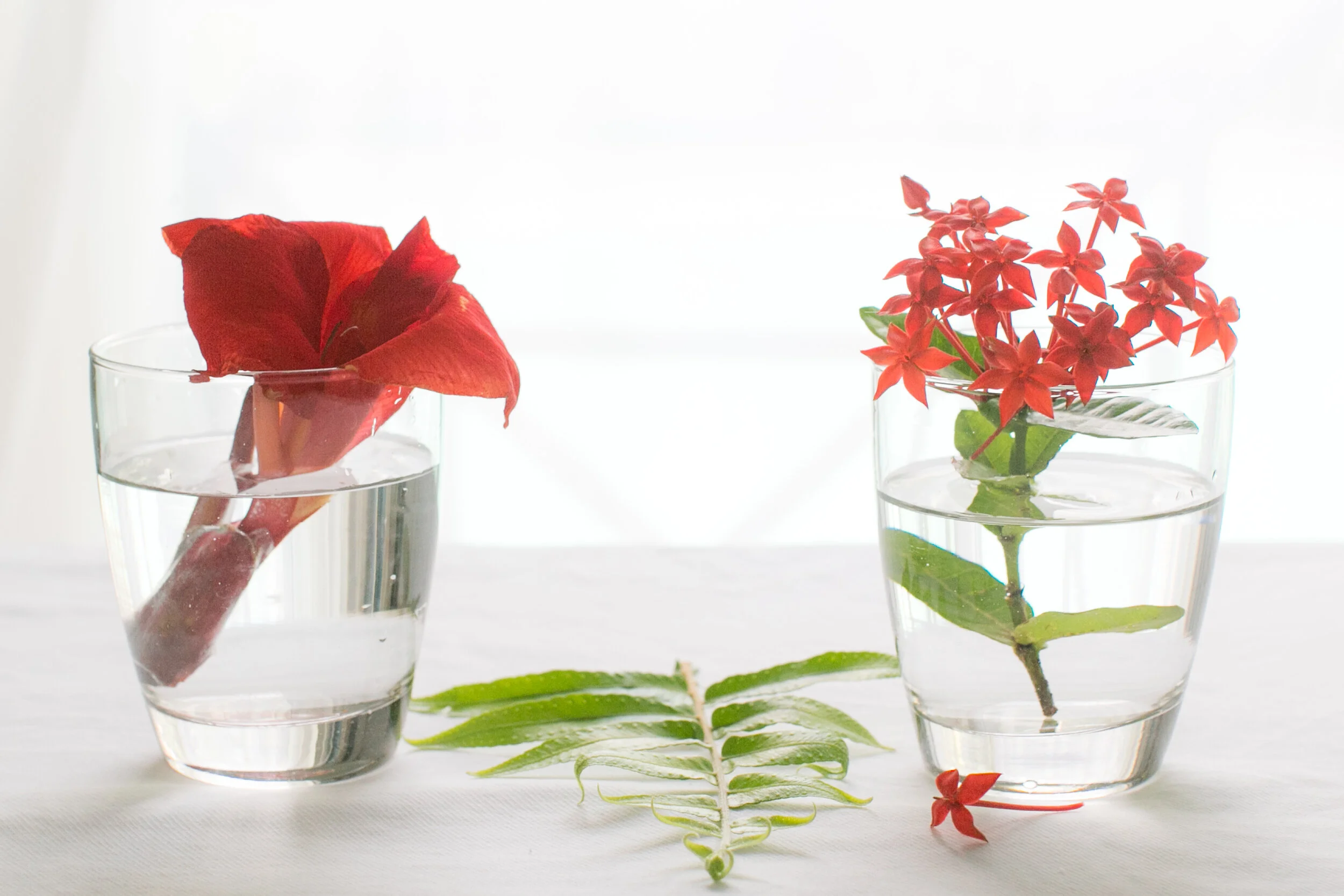 Flower still life_1b.jpg