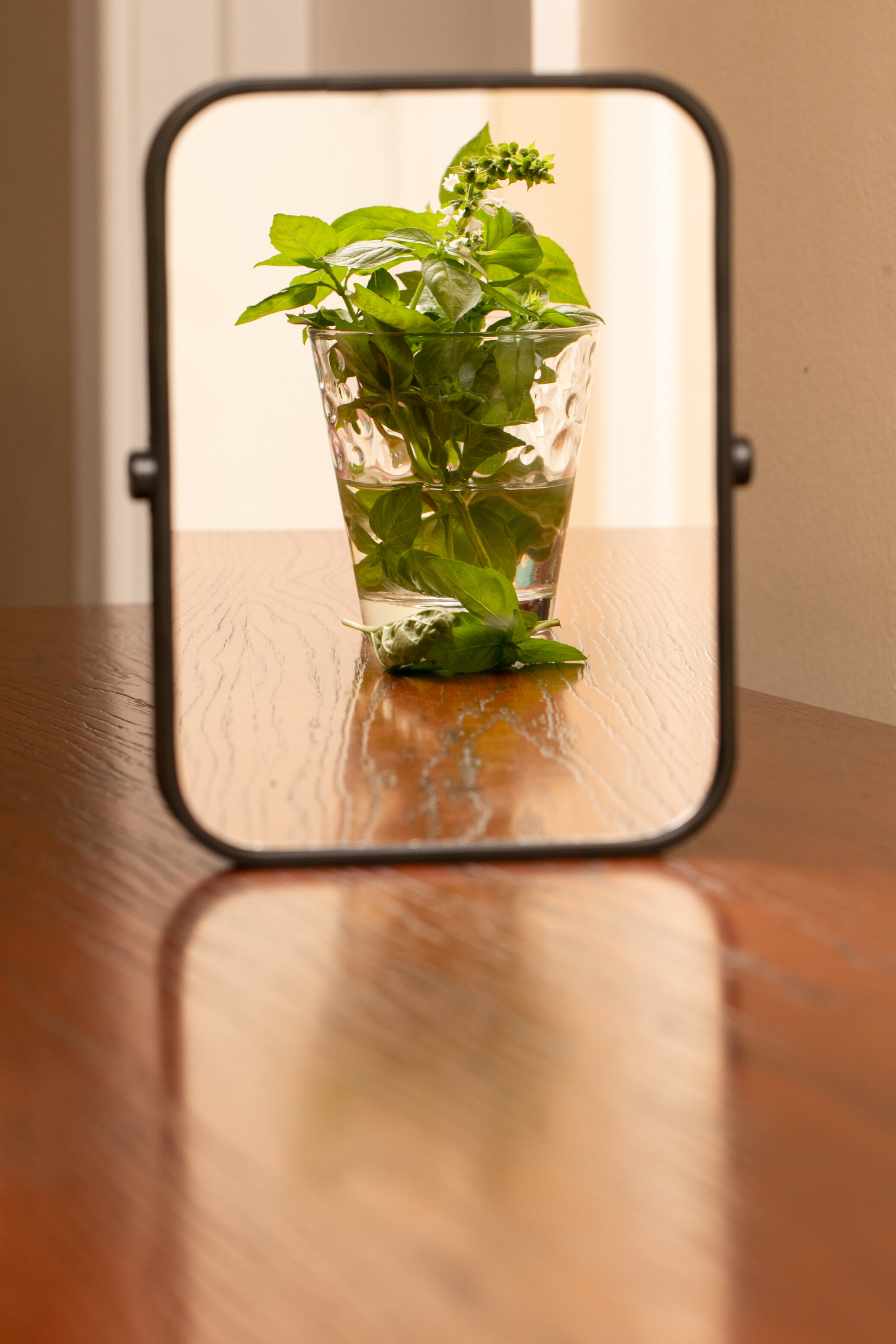 Frame-within-a-frame_glass with basil 17 Oct 20.jpg