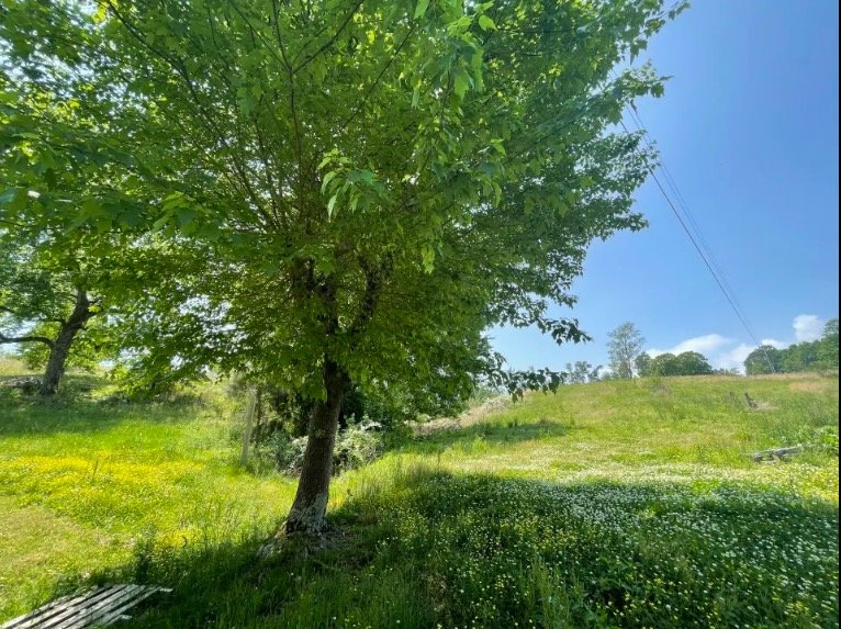 Maple Tree Brook.jpeg