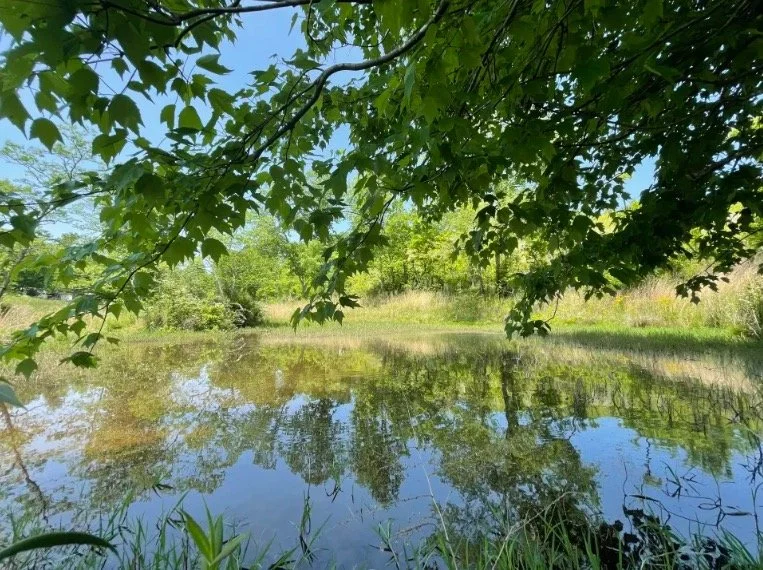 Pond.jpeg