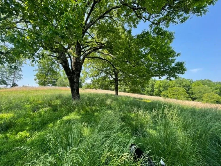 Trees in Pasture.jpeg