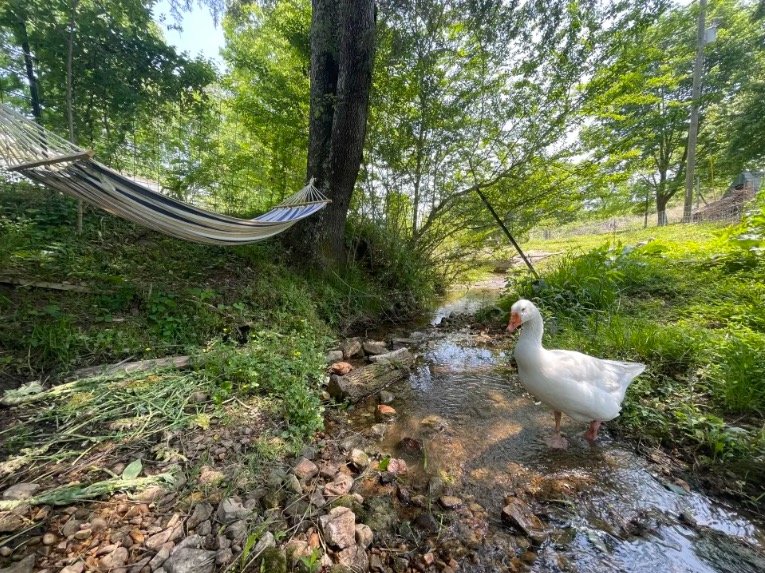 Creek and Goose.jpeg