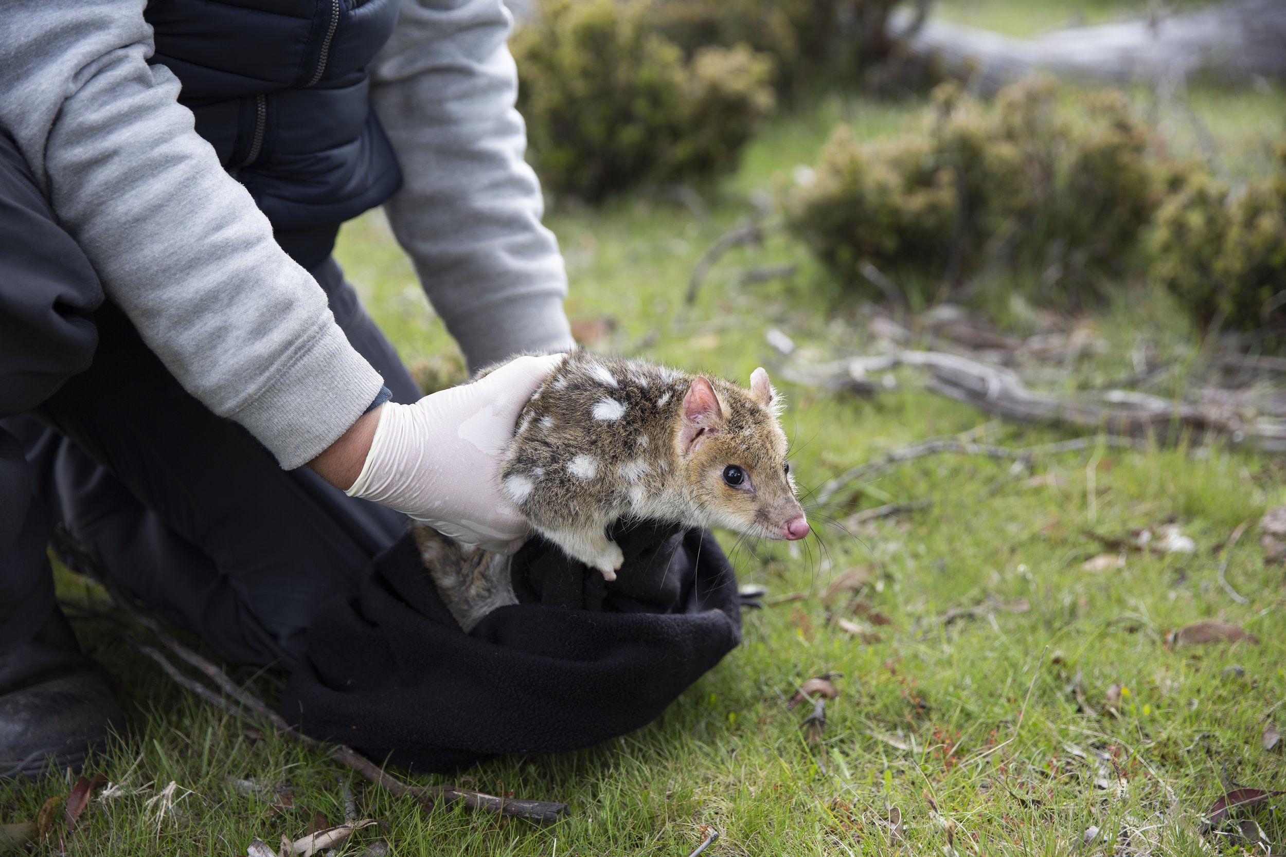 Project integrates captive-bred quolls with wild population to shore up species | ABC News