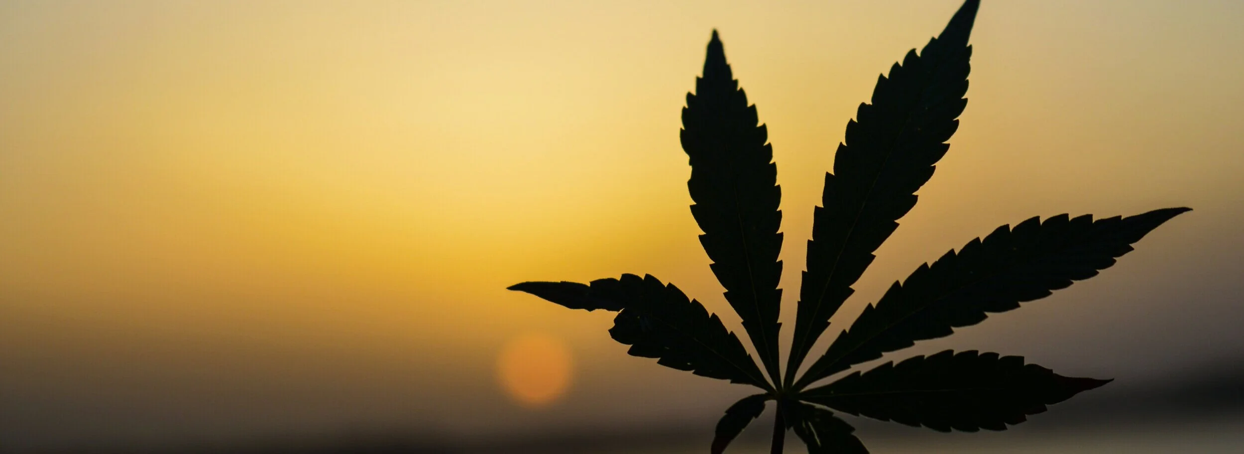 Weekly Promos — Sundial Collective