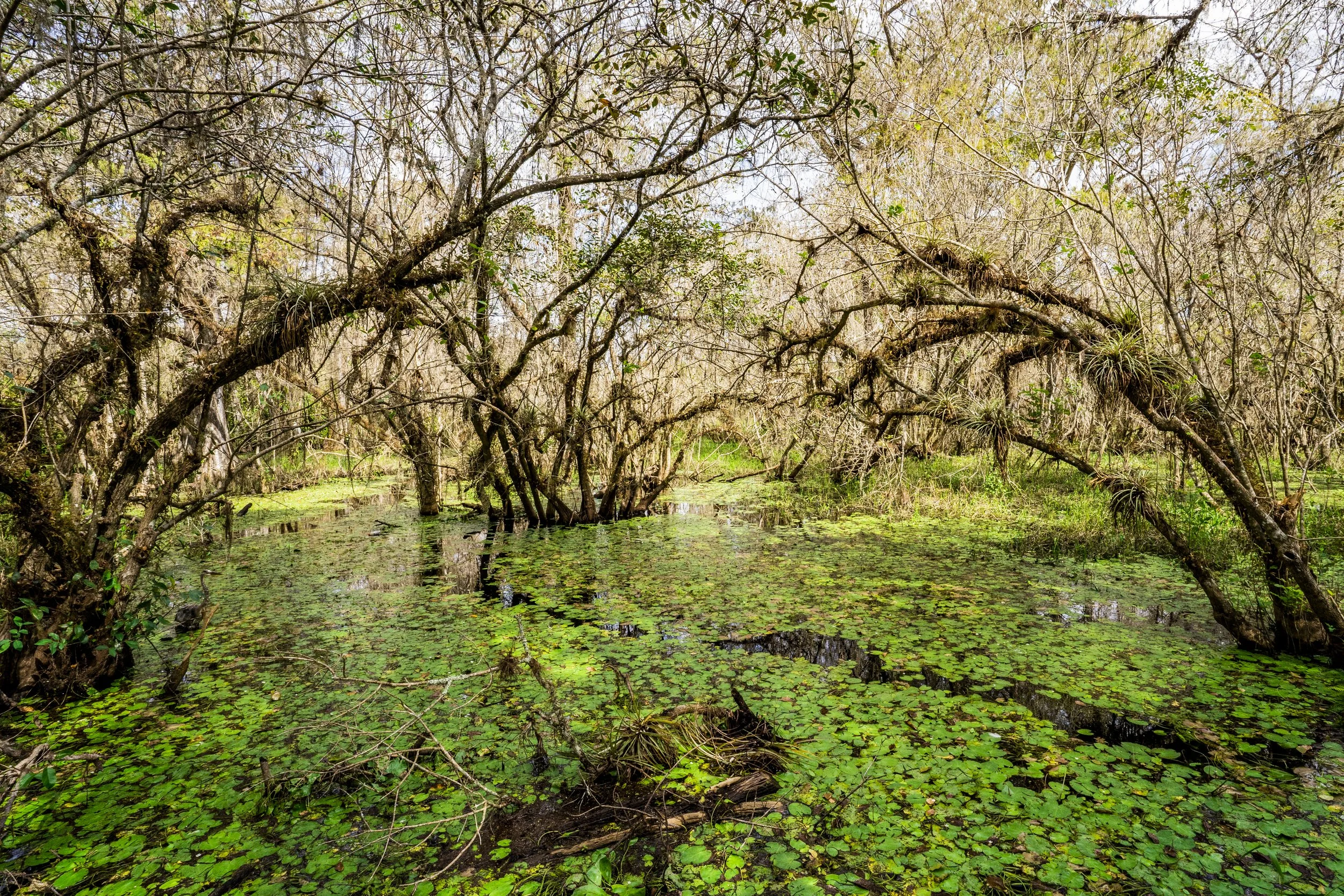 _DSC1605.jpg