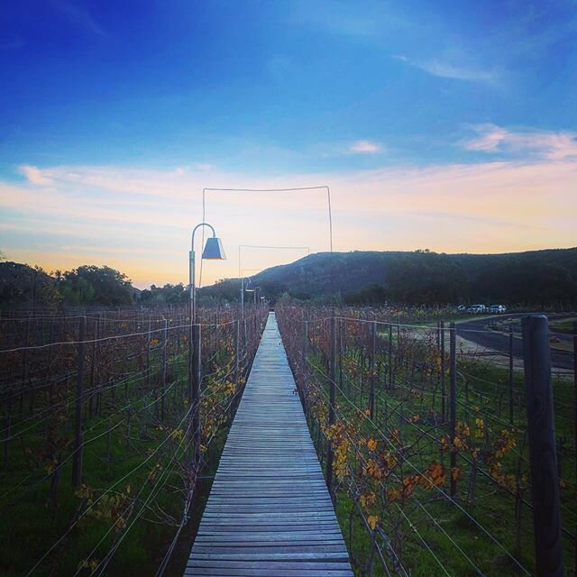 Endless vineyards #mexico #valledeguadalupe #wine #birthday