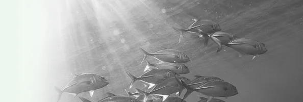 fish-bg_2_new.jpg