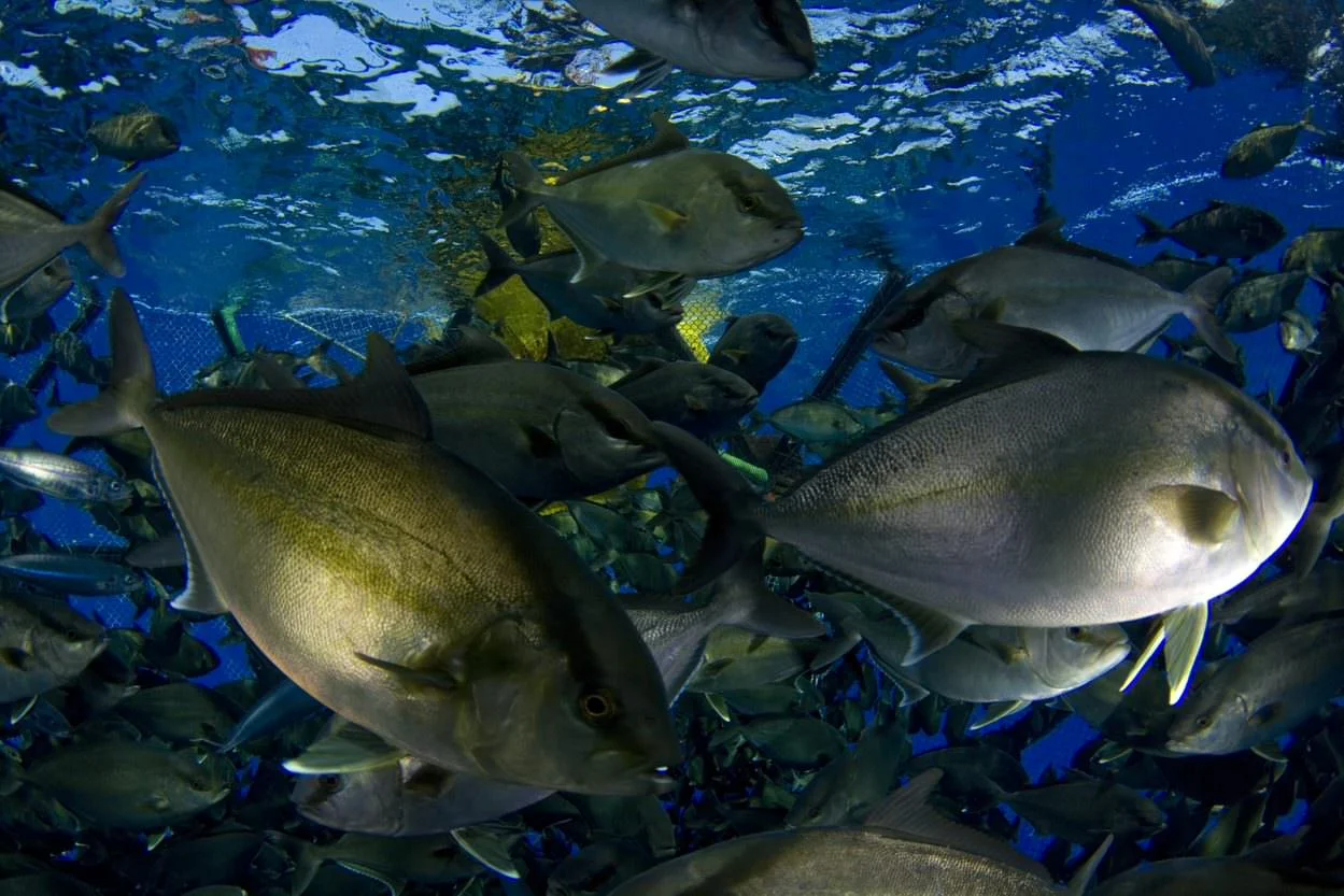 Deployment of offshore fish cage, Kampachi Farms’ Velella project.