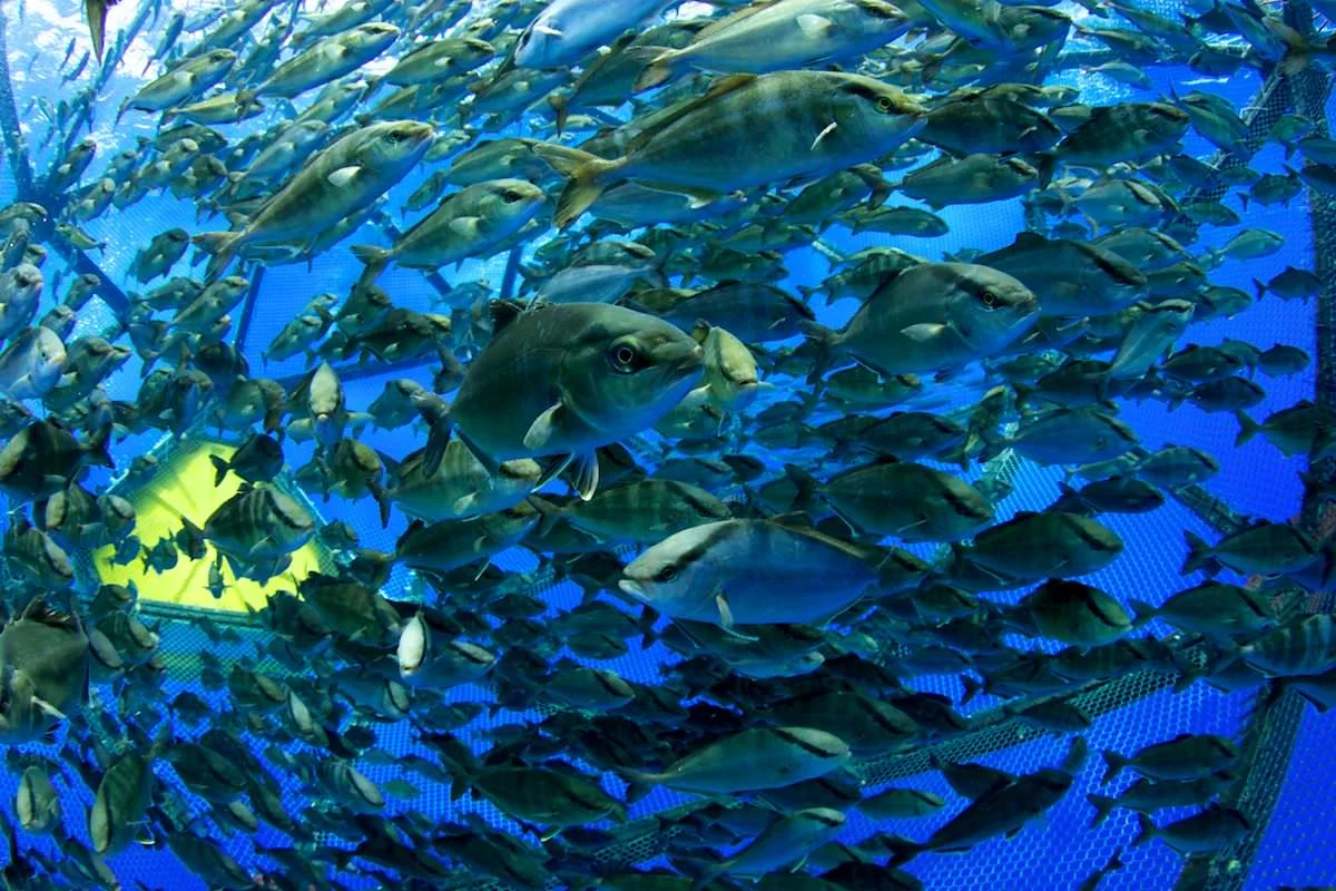 Offshore cage of kampachi (Seriola rivoliana). PC: Bryce Groark.