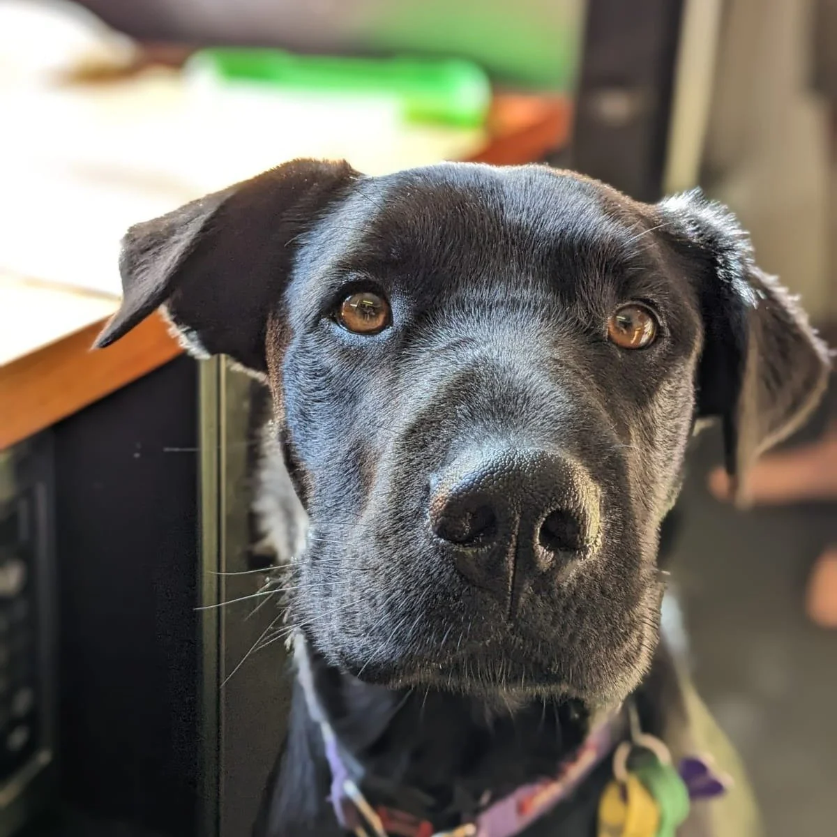 There's no shortage of four legged friends running around here - and honestly, the more the merrier!

Pepper 👑 - The boss, who loves to play &amp; drink straight from the hose

Scout - Resident Mum &amp; sidekick rolled into one

Baloo - The (mostly