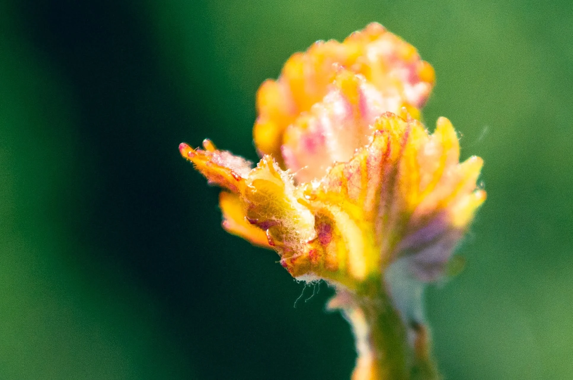 Yes, we're posting budburst phots. Yes, so is every other vineyard in Marlborough. No, we're not sorry...

Here's to the beautiful chaos of the vineyard coming back to life!

#budburst #marlboroughnz #organic #organicwine #nzwine #springhassprung #br