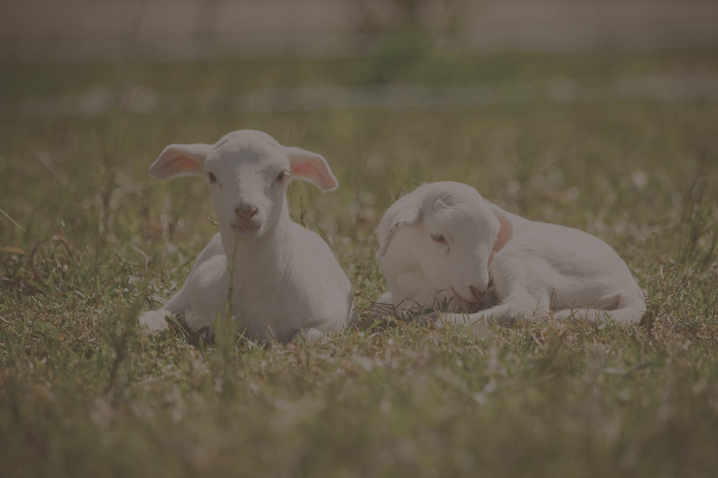 For Website Lambs.jpg