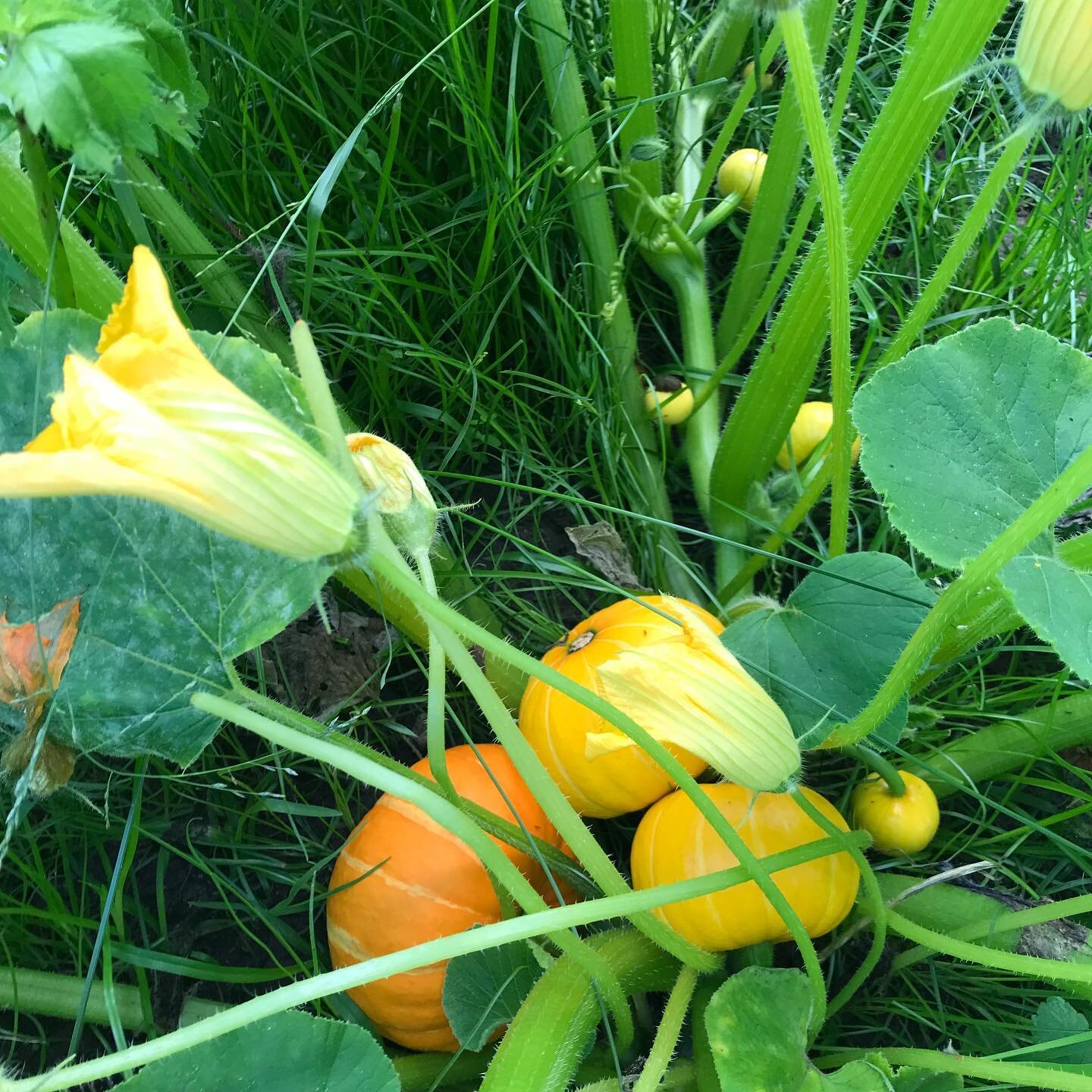 yeo-farm-pig-paddock-pumpkins.jpg