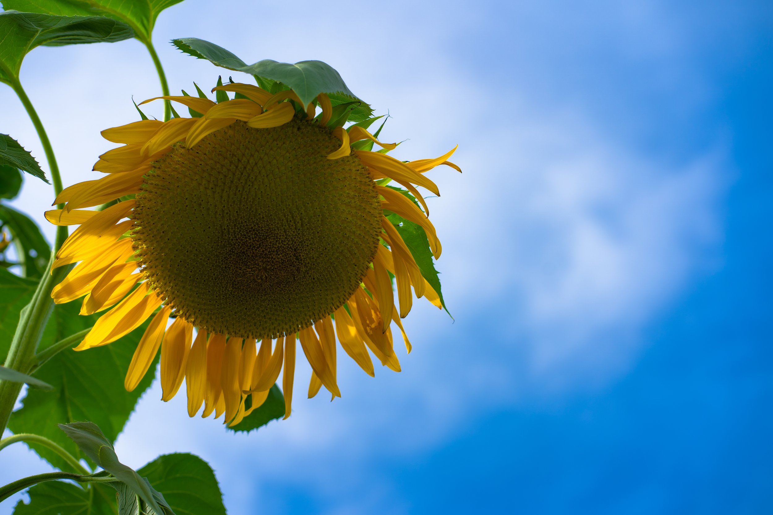 Sunflower Dayspring.jpg