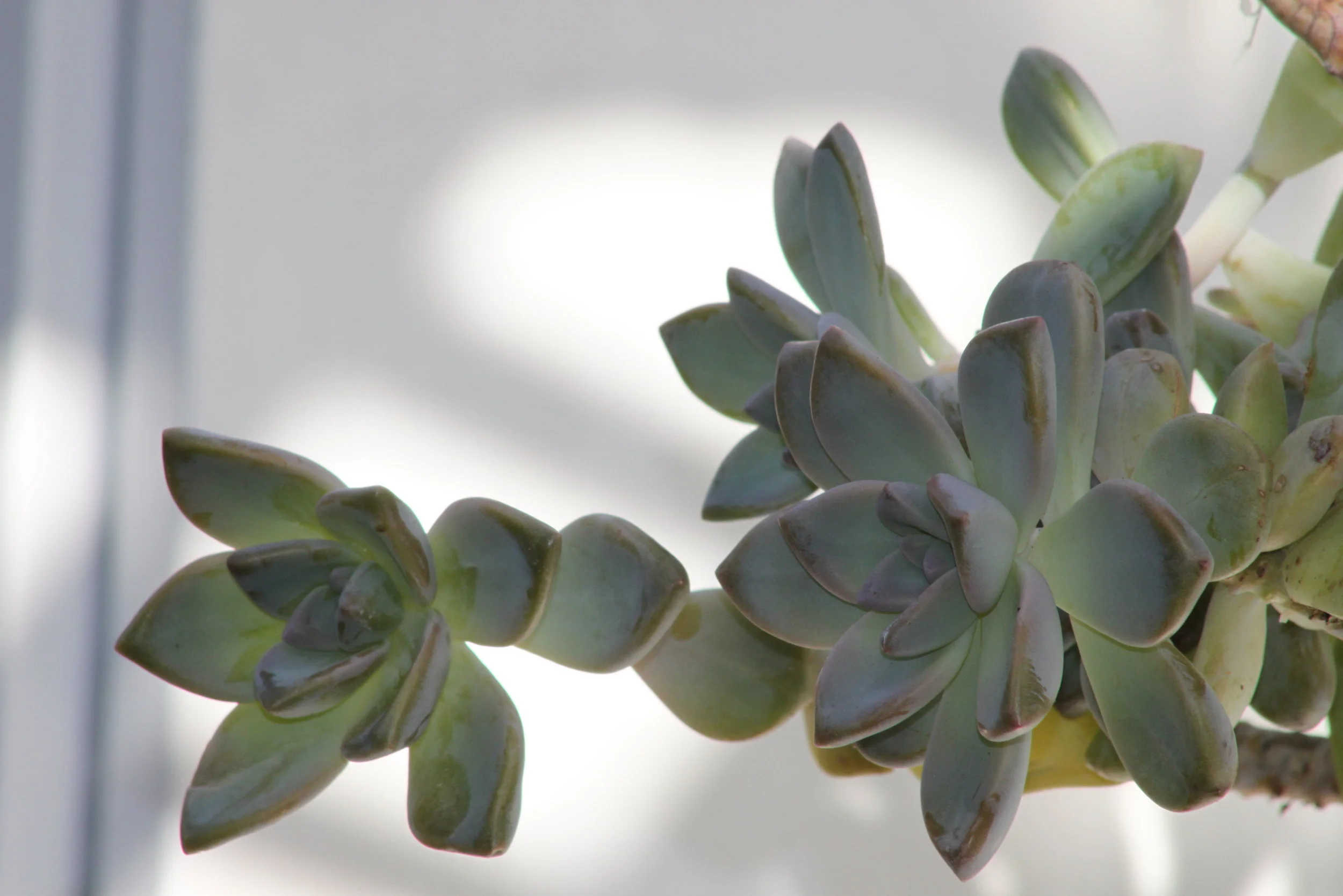  Ghost Plant 