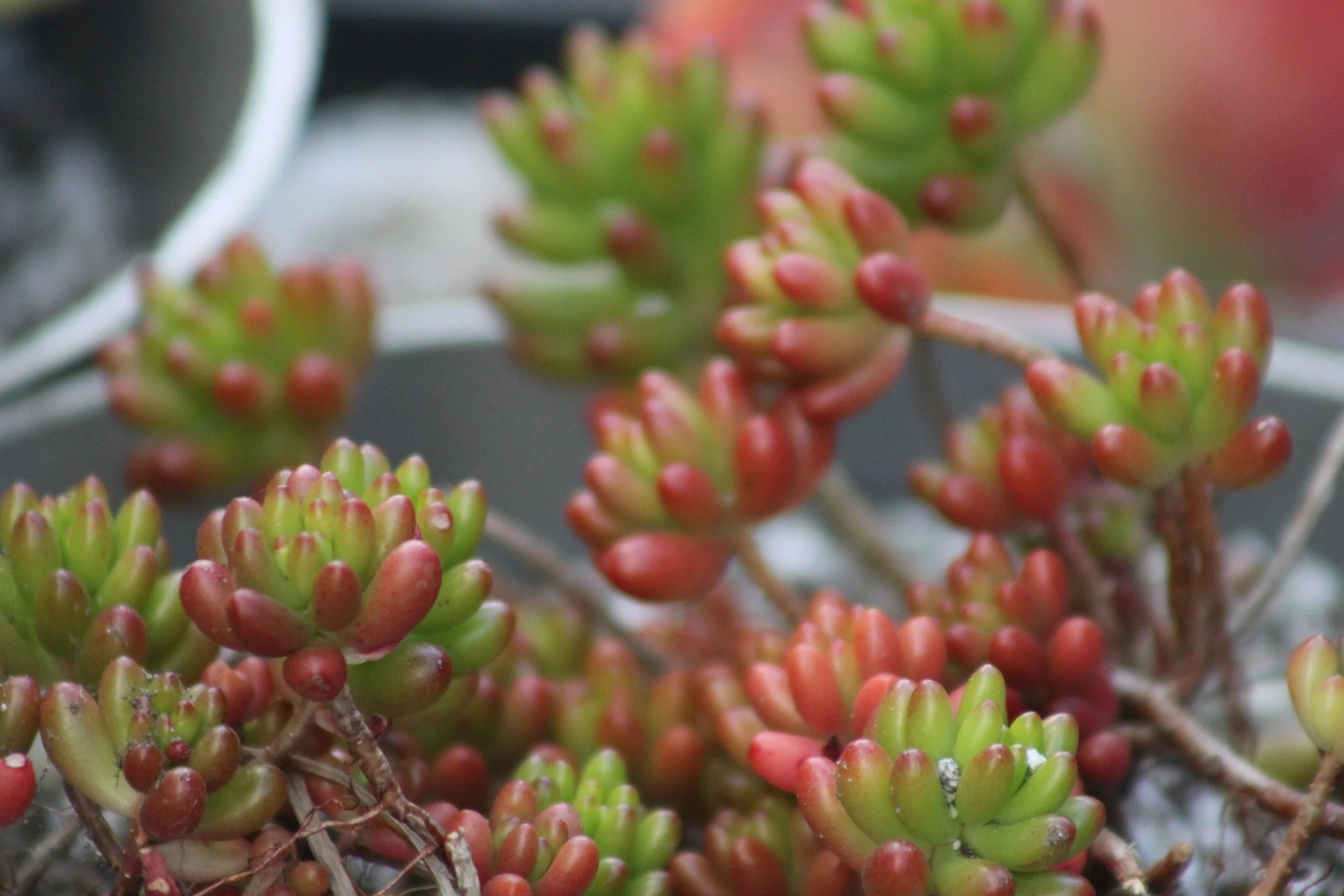 Sedum
