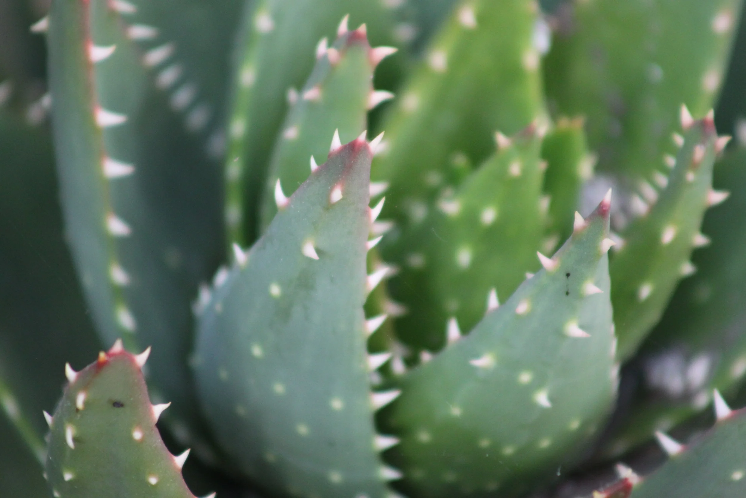 Aloe