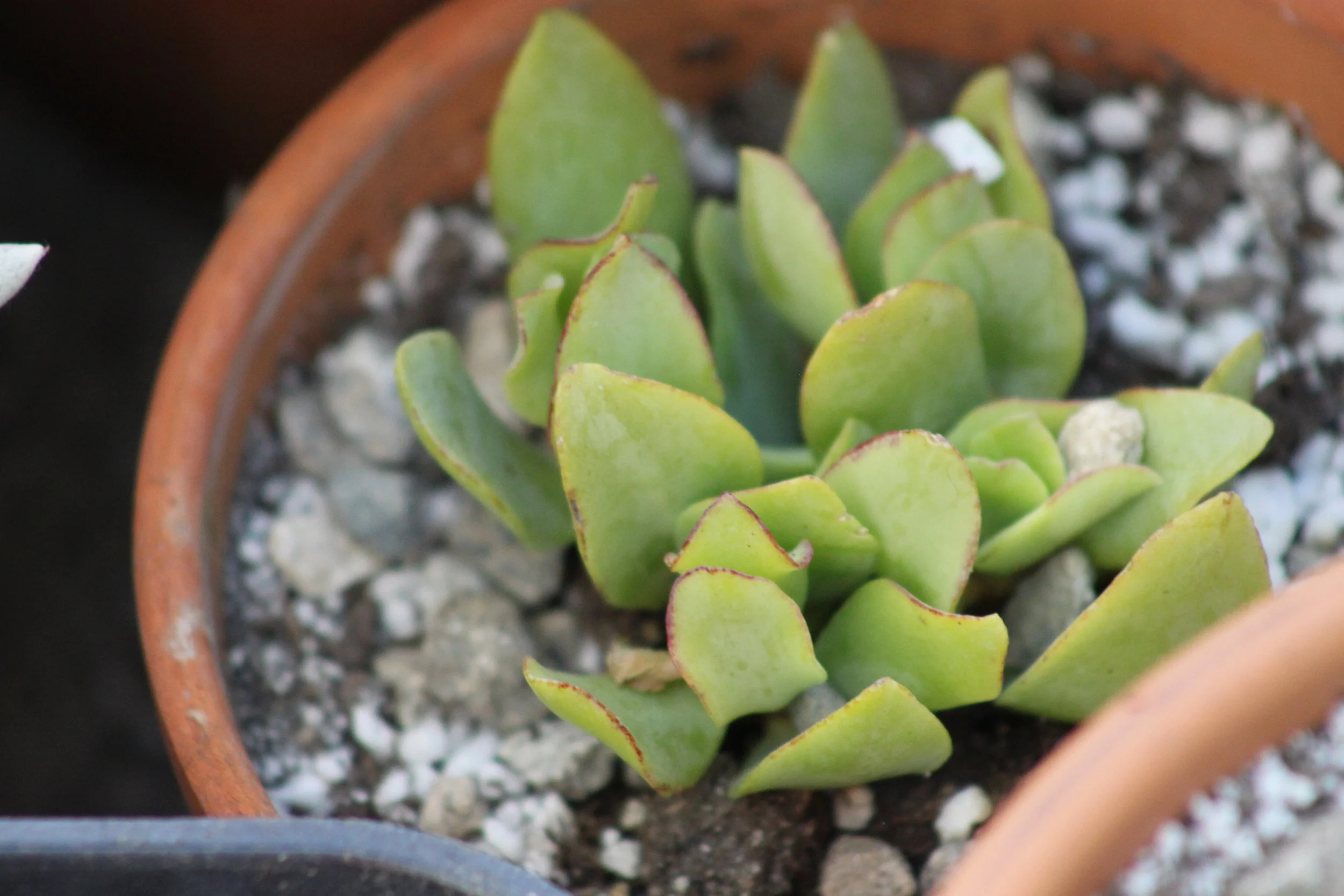Crassula
