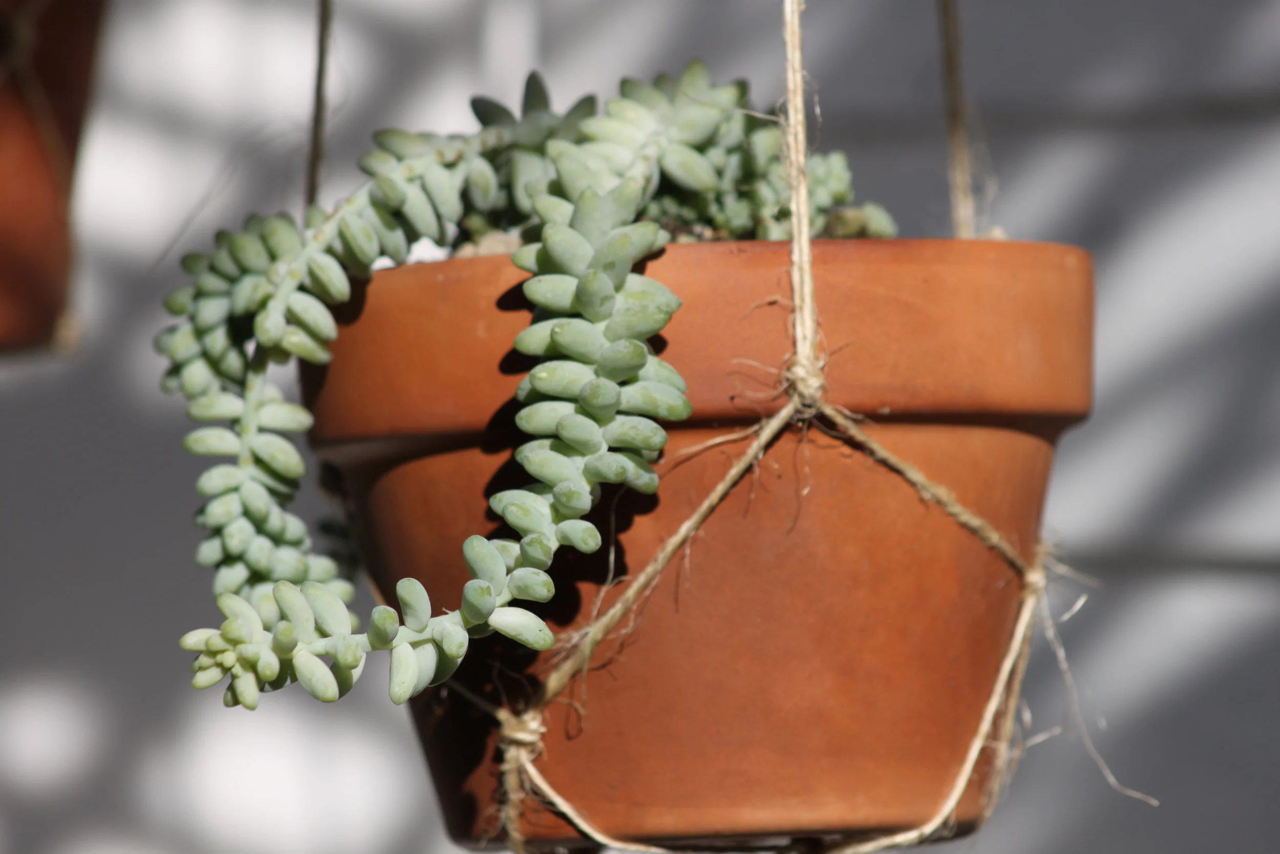 Burro's Tail