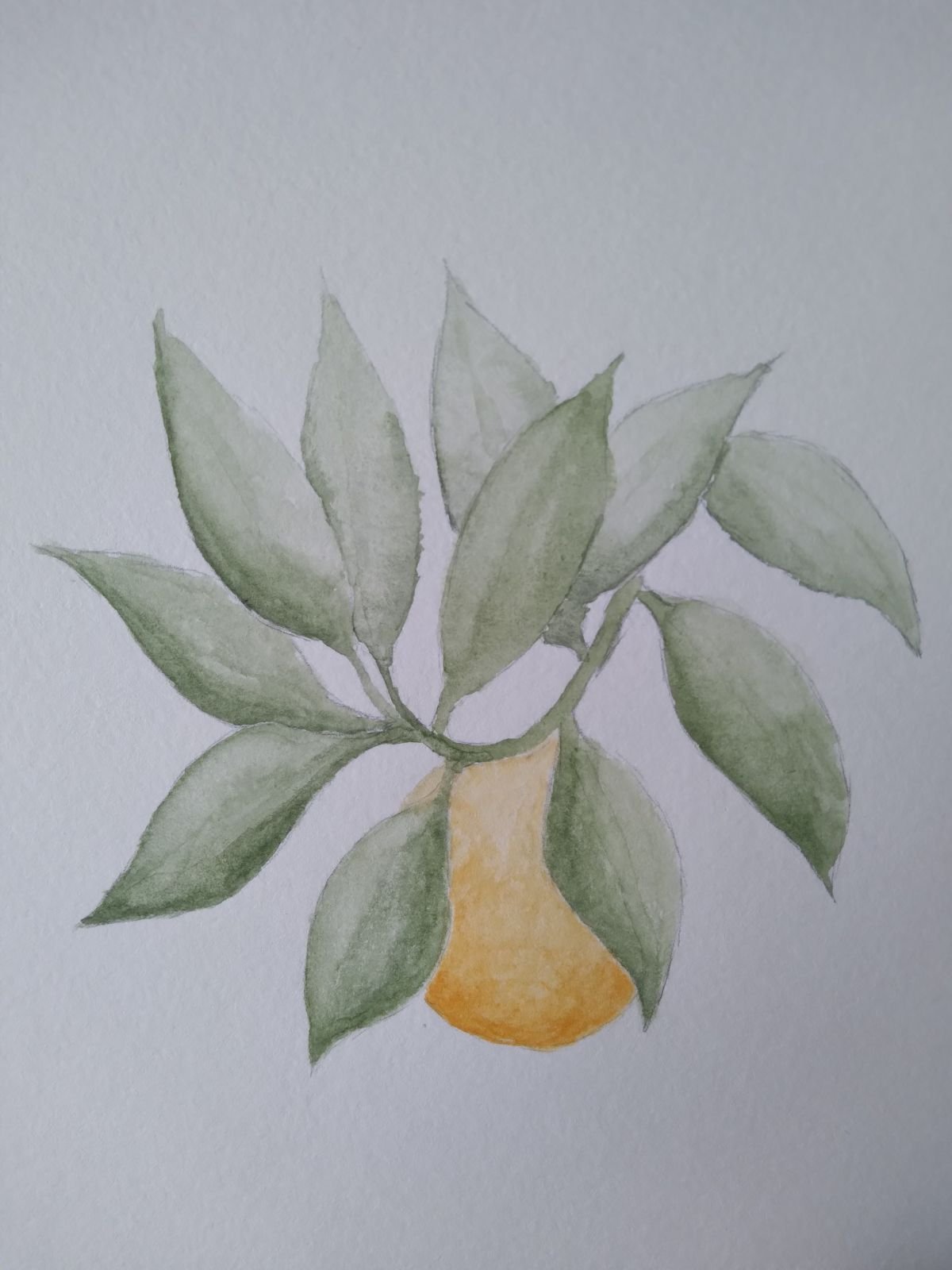UCR Citrus