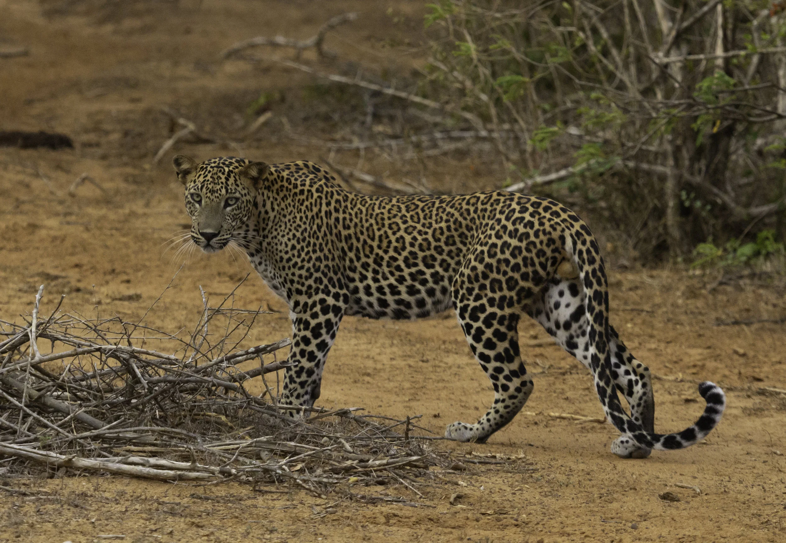 Yala Leopard.jpg