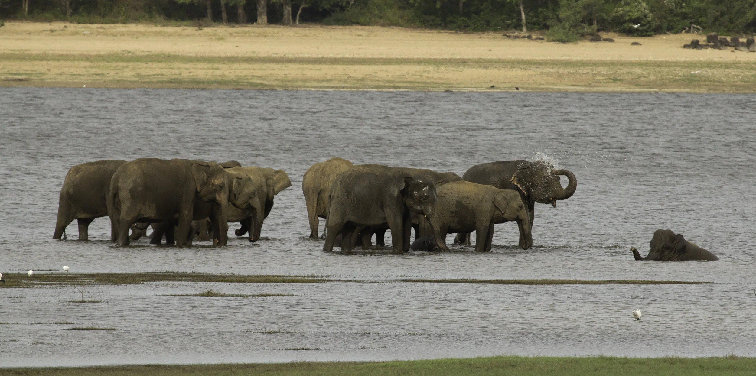 Elephant Water fun.jpg