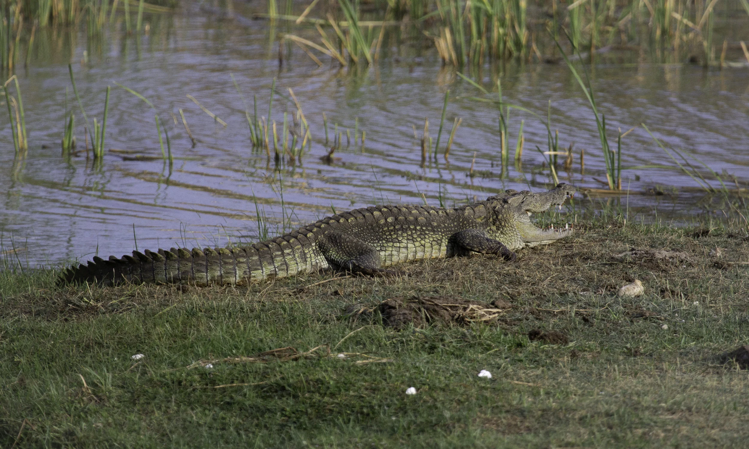 Green Croc.jpg