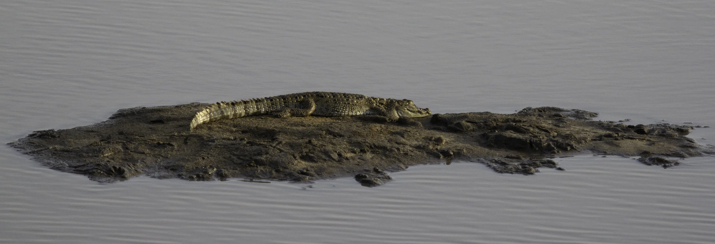 Lit Croc.jpg