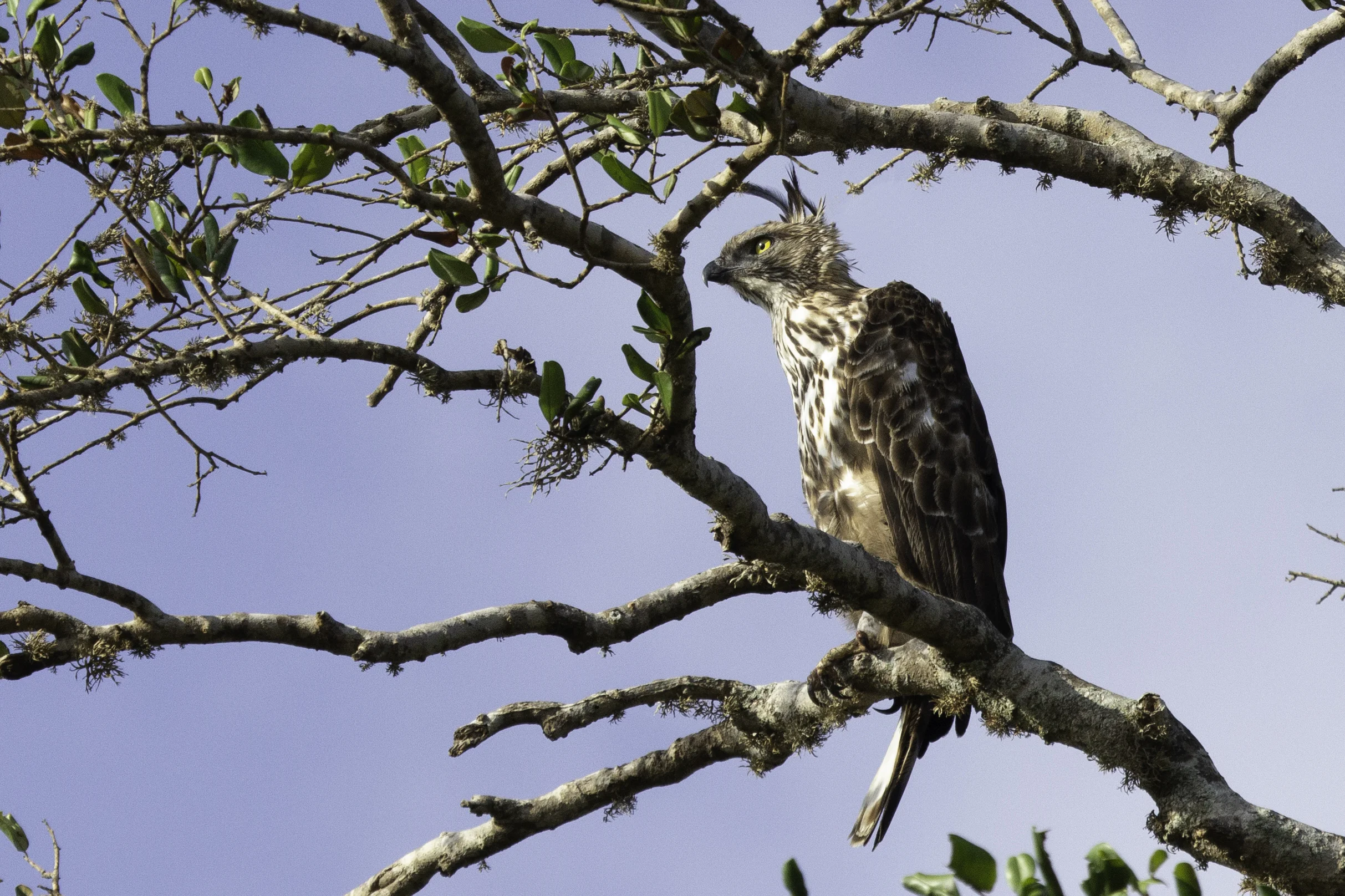 Fisher Eagle Yala.jpg