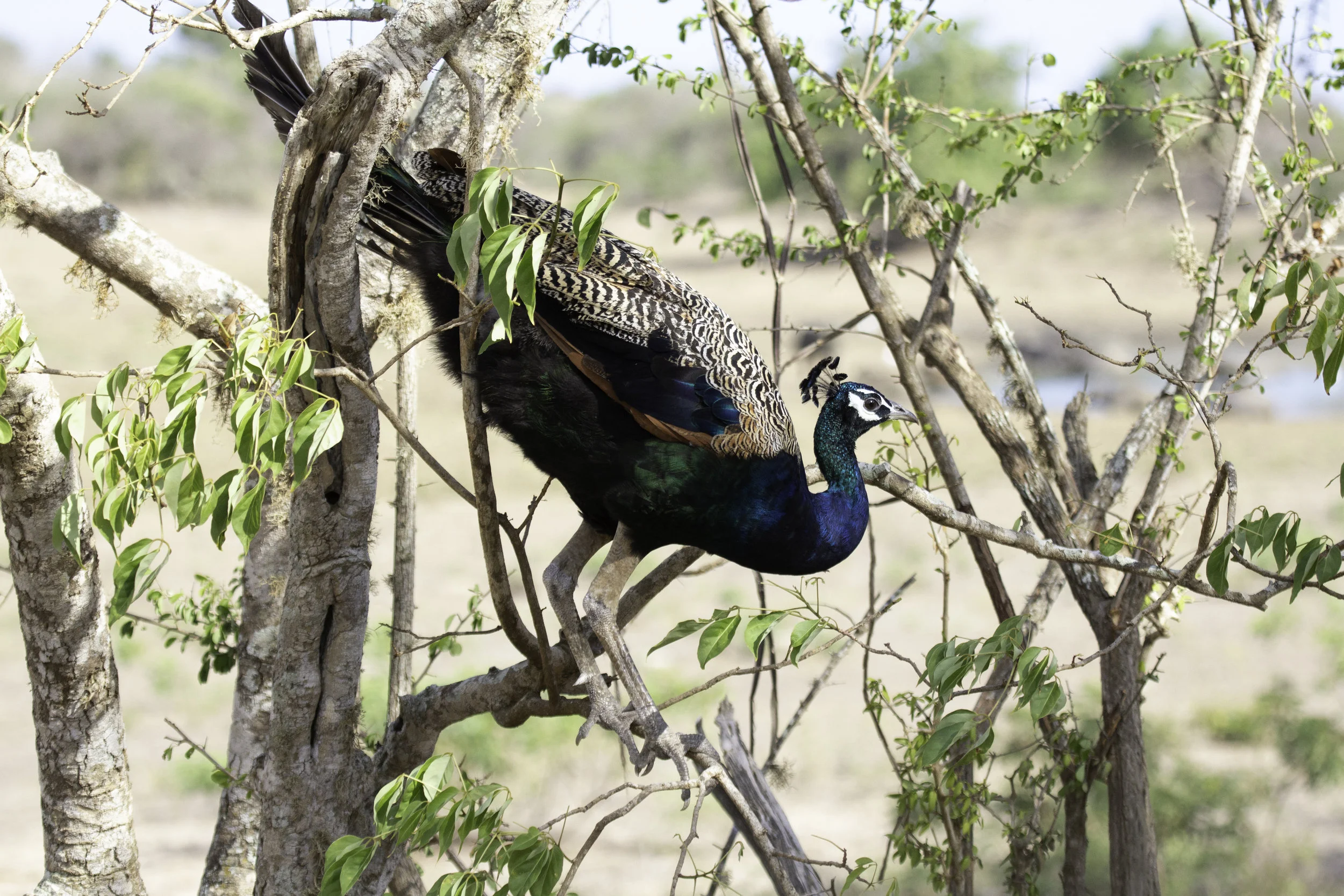 Peacock Yala.jpg