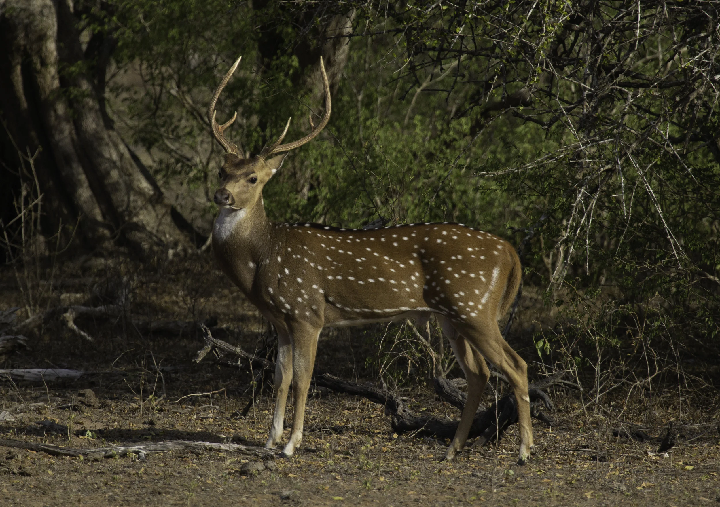 Spotted Deer Yala.jpg