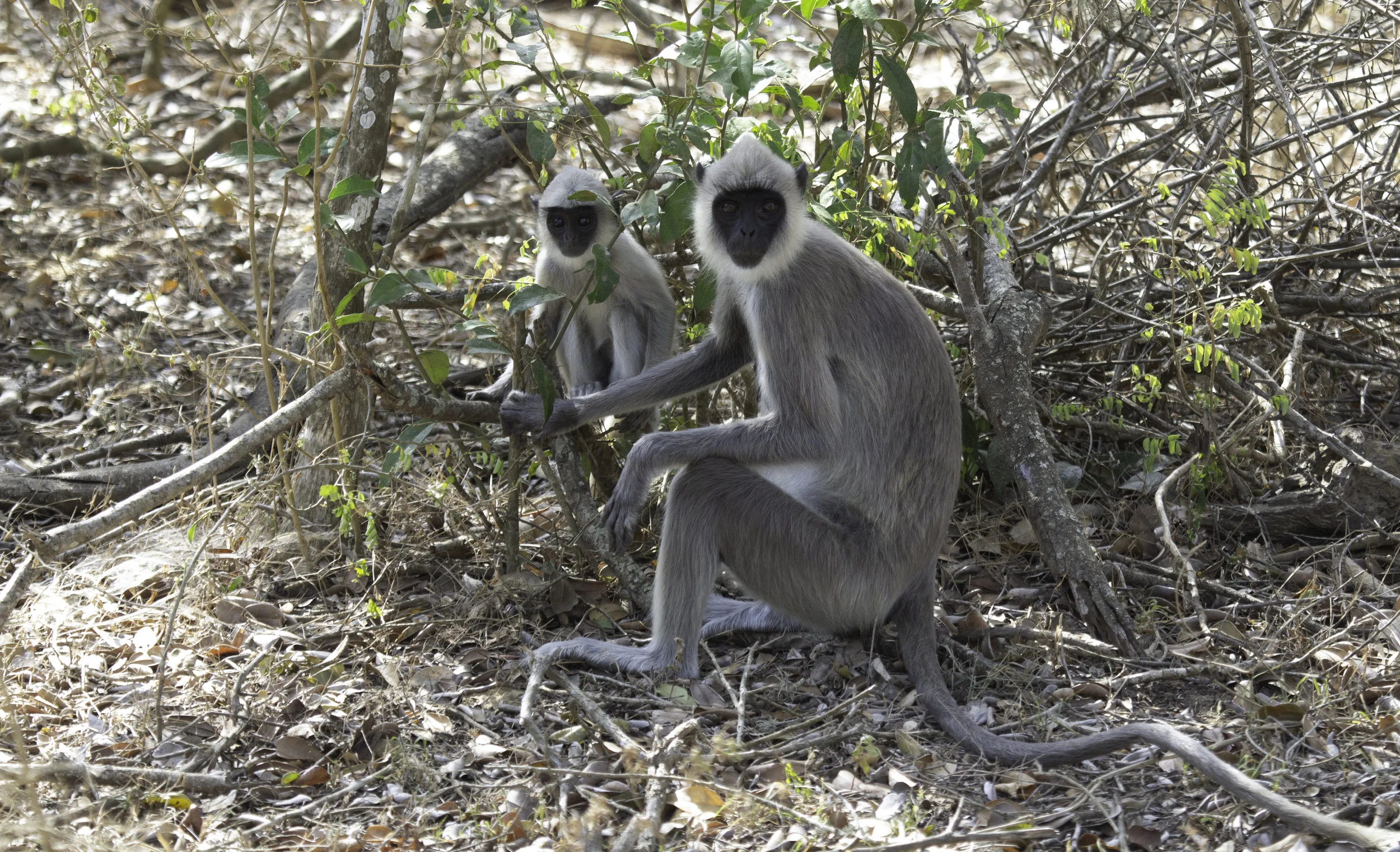 gray langur.jpg