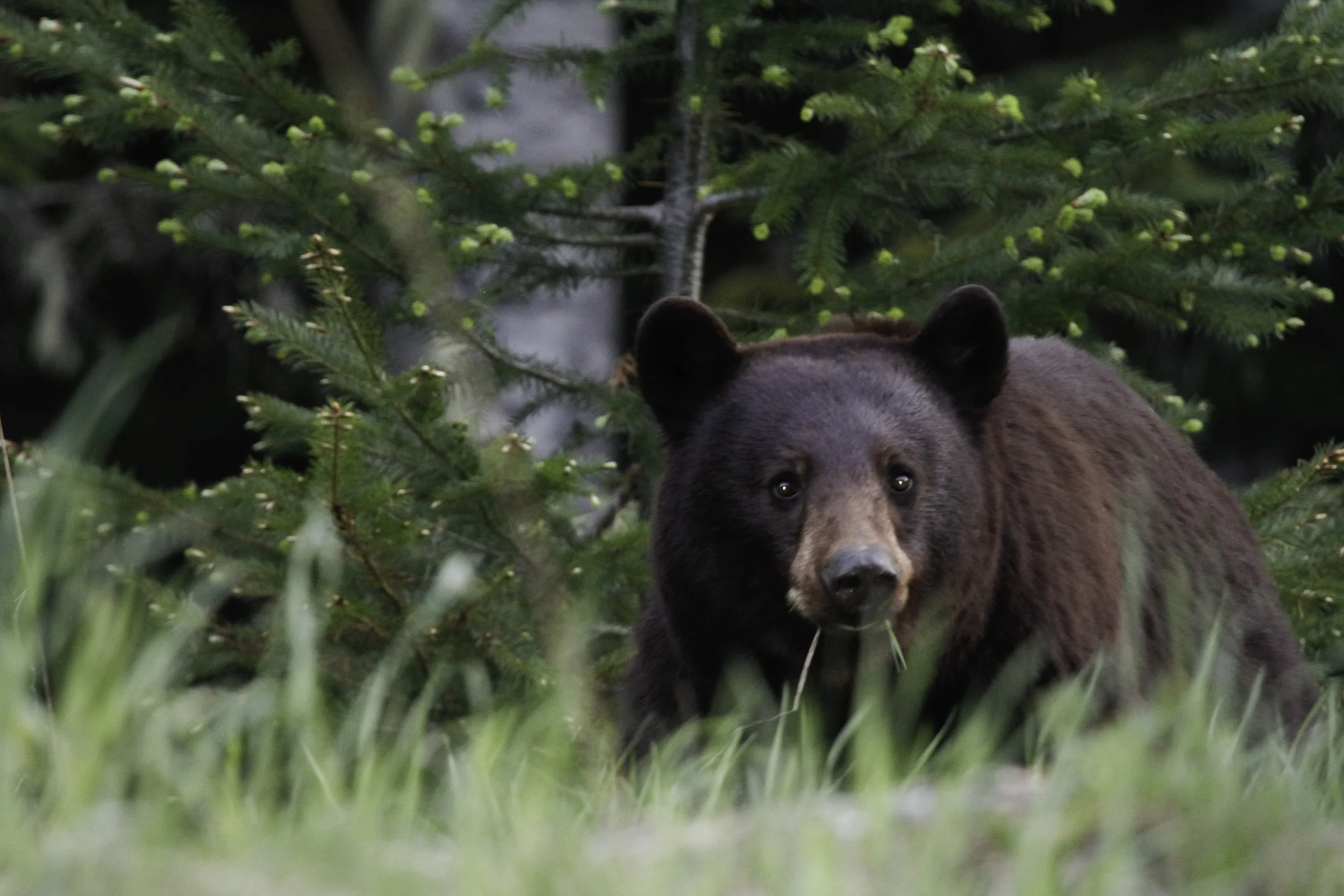 Best Bear.jpg