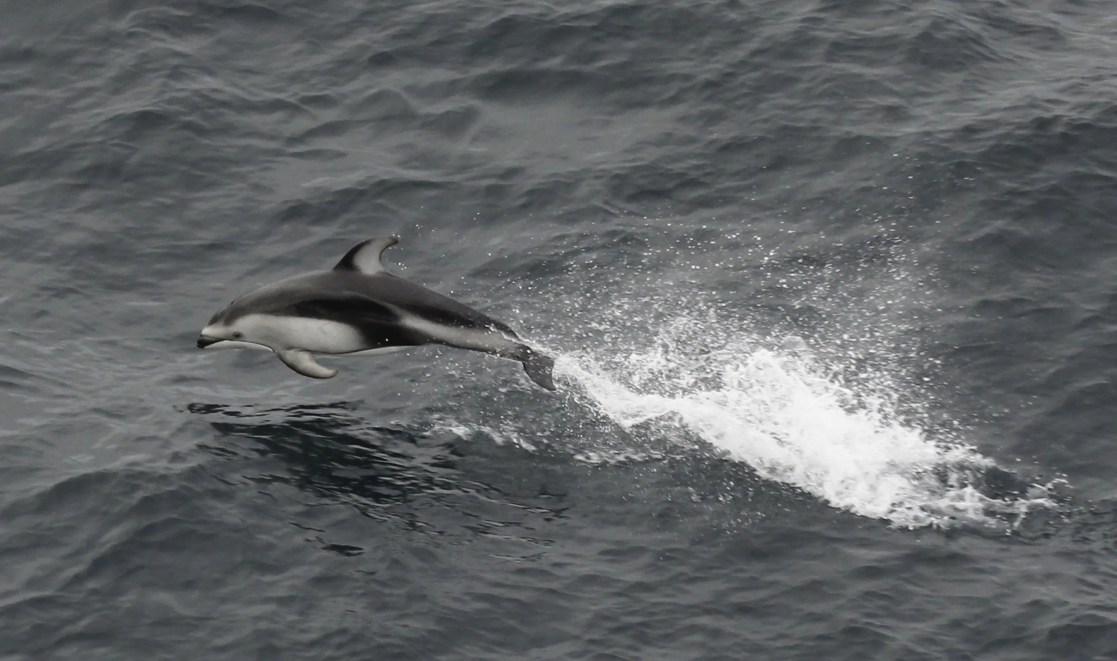 Dolphin leap.jpg