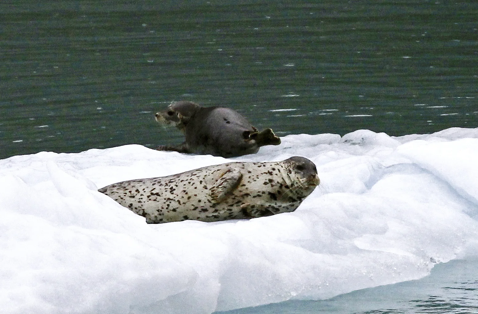SealPairFloat.jpg